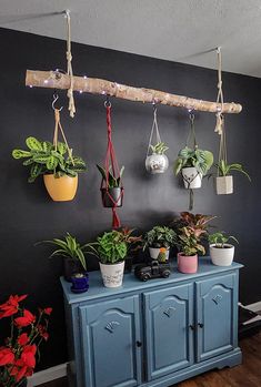 several potted plants are hanging on the wall next to a blue cabinet with two doors