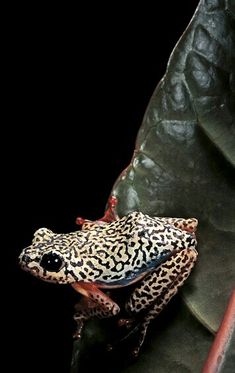 a frog sitting on top of a green leaf