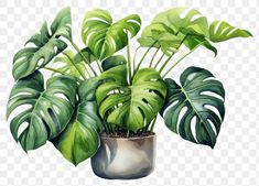 a potted plant with large green leaves on the side, transparent background png