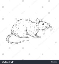 a rat sitting on its hind legs and looking at the camera, sketched by hand