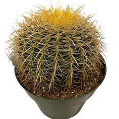 a cactus with yellow needles in a pot