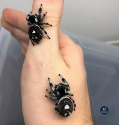 two small black bugs on someone's hand