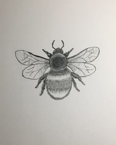 a drawing of a bee on white paper