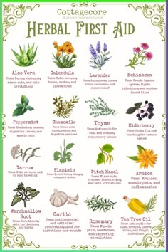 a poster with different herbs and their names