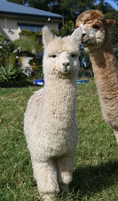 two alpacas standing in the grass with their heads touching each other's noses