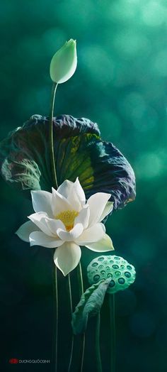 two white flowers with green leaves in front of a black and white background that looks like water lilies