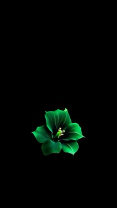 a large green flower on a black background