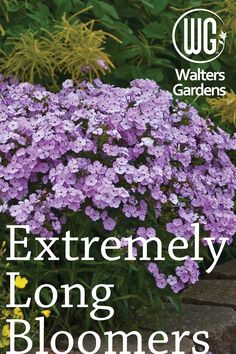 the book cover for extremely long bloomers, featuring purple flowers and green leaves in front of