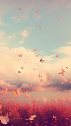 there are many butterflies flying in the sky