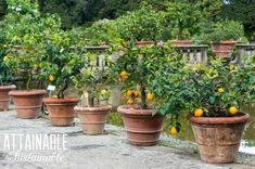 several orange trees in clay pots lined up on the side of a stone walkway with water running between them