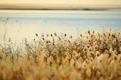 the grass is blowing in the wind by the water