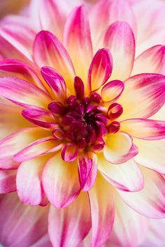 a pink and yellow flower with red center