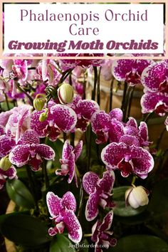 purple orchids with text overlay that reads, phalaenopis orchid care growing moth orchids