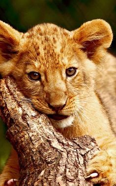 a young lion cub sitting on top of a tree branch with its head resting on a log