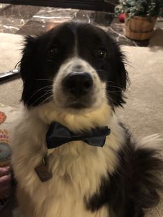 a black and white dog wearing a blue bow tie sitting on the floor in front of a couch