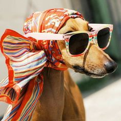 a dog wearing sunglasses and a scarf around its neck