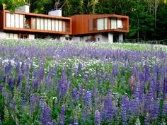 a field full of purple and white flowers next to a building with two stories in the background