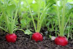 three radishes are growing in the soil