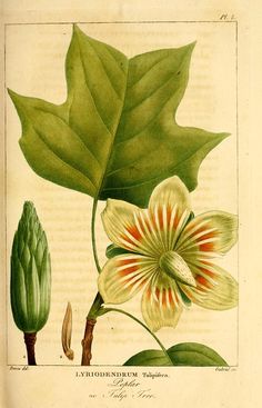 an illustration of a plant with flowers and leaves