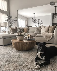 a black and white dog laying on the floor in front of a living room couch