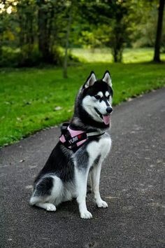 a black and white husky dog sitting on the side of a road next to trees