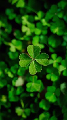 a four leaf clover in the middle of green leaves