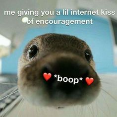 a close up of a dog's nose with the words boop written on it