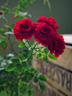 three red roses are growing out of an old wooden box with green leaves on it