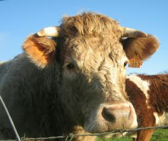 a brown and white cow standing next to a barbed wire fence