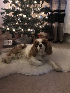 a brown and white dog laying on top of a rug next to a christmas tree