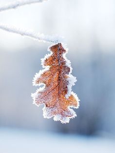 a leaf hanging from a branch covered in snow