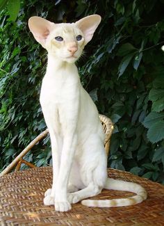 a white cat sitting on top of a wicker chair in front of a bush