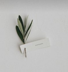 a single green leaf on top of a white piece of paper