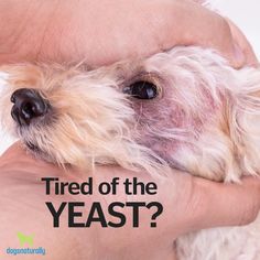 Dog Yeast Infection Ear, Dog Wellness