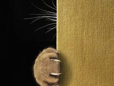 a cat's paw is peeking out from behind a yellow piece of cloth that has been stitched together