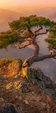 a lone tree on top of a mountain at sunset