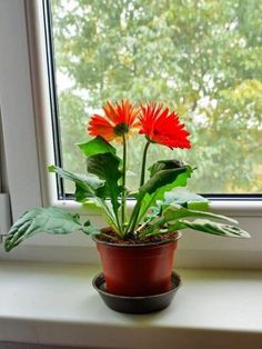 a potted plant sitting on top of a window sill