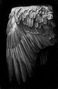 a black and white photo of an angel wing