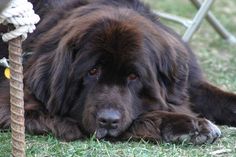 a large brown dog laying in the grass next to a rope