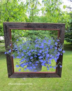 blue flowers are growing in a pot on the grass behind an old wooden framed mirror