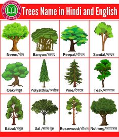 trees names in hindi and english with pictures on them for kids to learn how to read