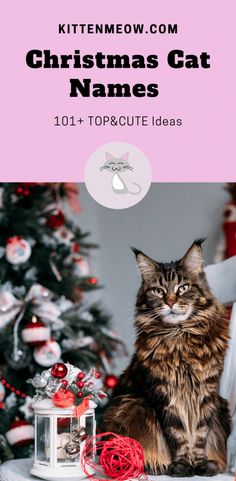 a cat sitting on top of a table next to a christmas tree