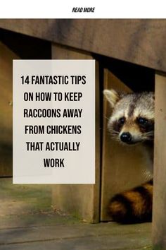 Use these tips and tricks to help you keep raccoons away from chickens. Learn how to protect your flock from predators. Life Learning, Backyard Farming, Backyard Chickens, How To Protect Yourself, Chickens Backyard, Small Backyard, Flocking