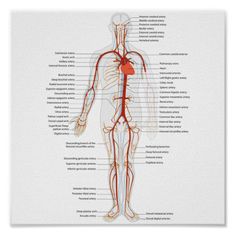 the human body's major blood vessels are labeled in red and white, with labels on