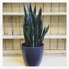 a blue potted plant sitting on top of a wooden shelf next to a bookcase