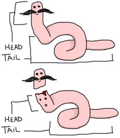 two cartoon images with the words head, tail and mustache in different stages of development