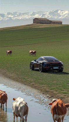 a group of cows standing next to a car in a field