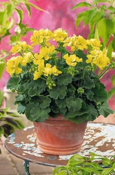 a potted plant with yellow flowers sitting on a table in front of some plants