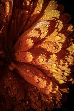 an orange flower with water droplets on it