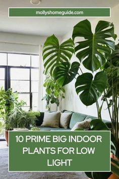 a living room filled with lots of green plants